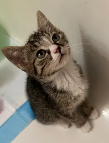 Bolero, a male kitten up for adoption