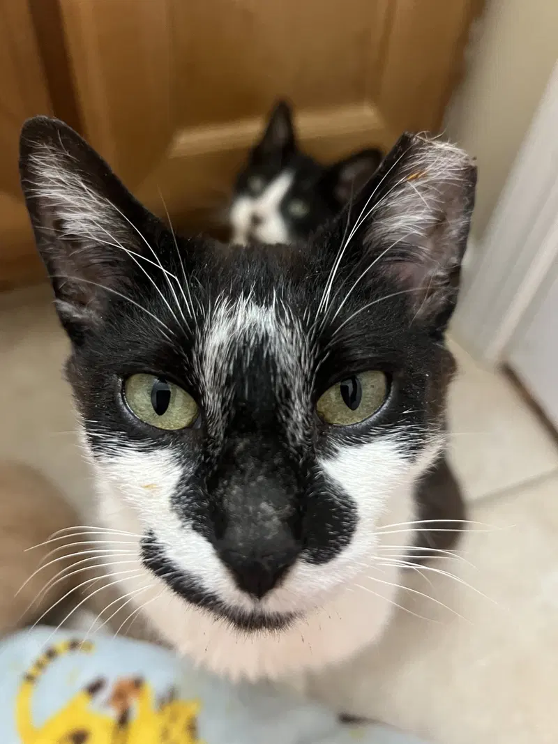 Clarabelle, photo 6