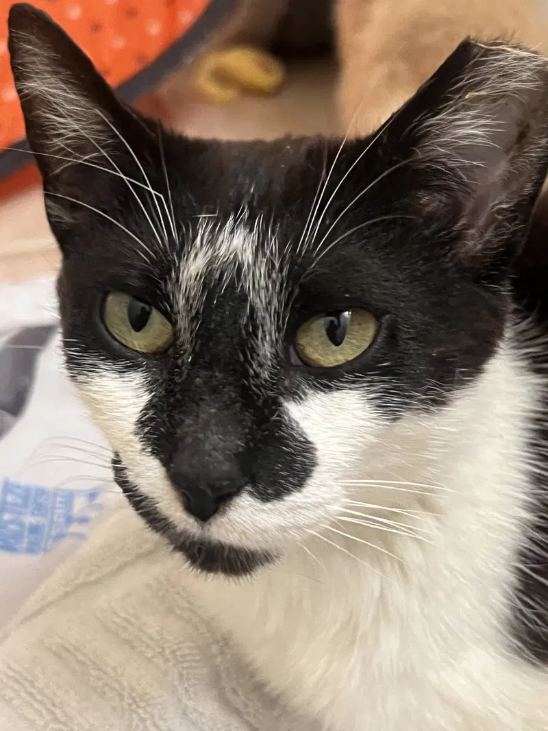 Clarabelle, photo 8