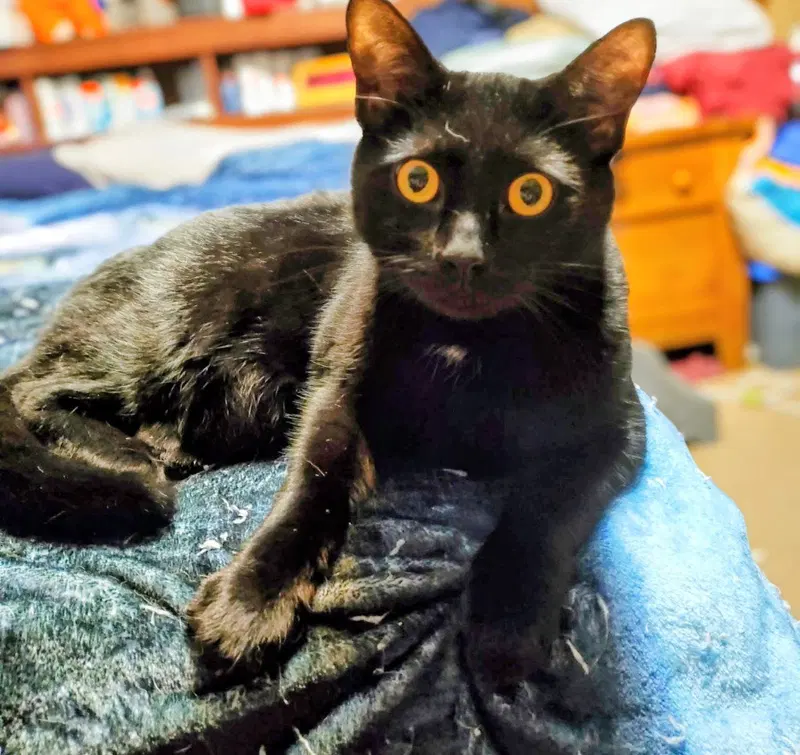 Gregory, an adult male American Shorthair cat up for adoption