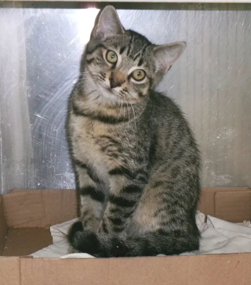 Bryant, a young male Tabby cat up for adoption