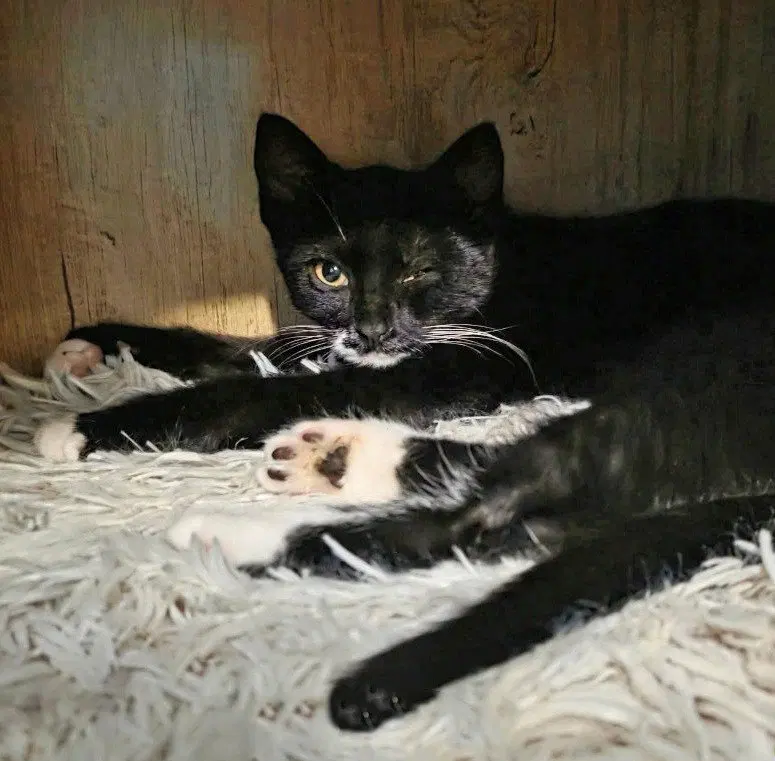 Moana, a young female cat up for adoption