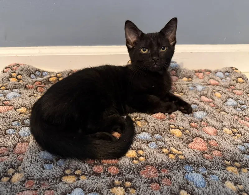 Jacob, a male Bombay kitten up for adoption