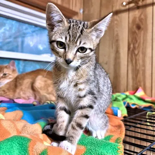 Alie, a young female Tabby cat up for adoption