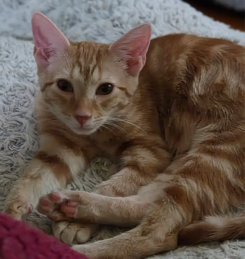 Vegas, a male kitten up for adoption