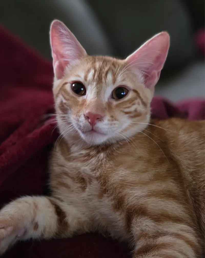 Reno, a male kitten up for adoption
