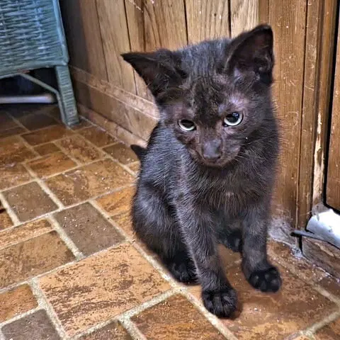 Shadow, a young female cat up for adoption