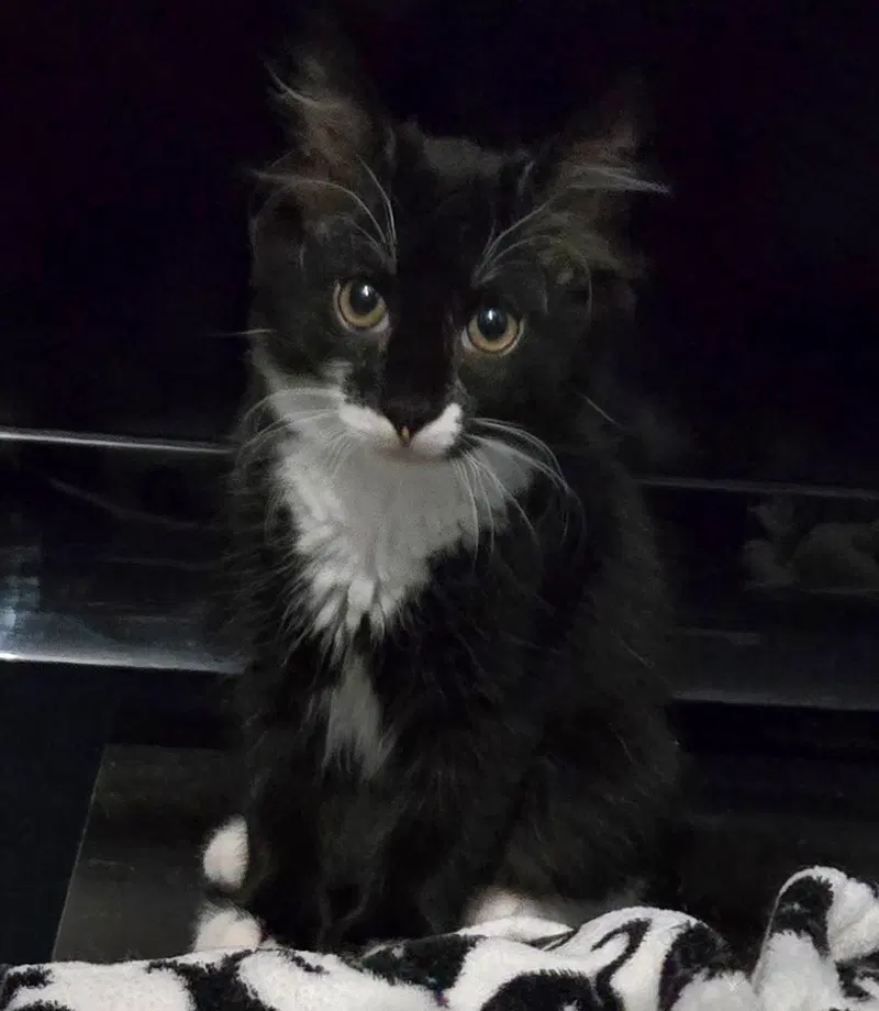 Nico3, a male kitten up for adoption
