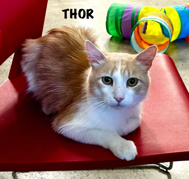 Thor, photo 3