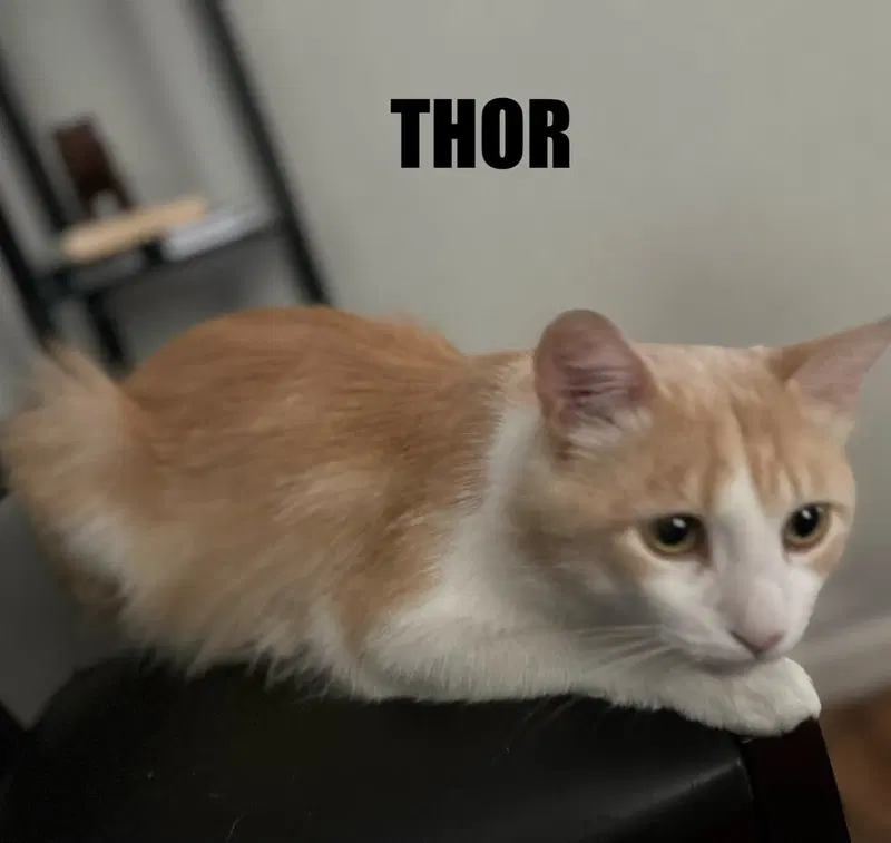 Thor, photo 4
