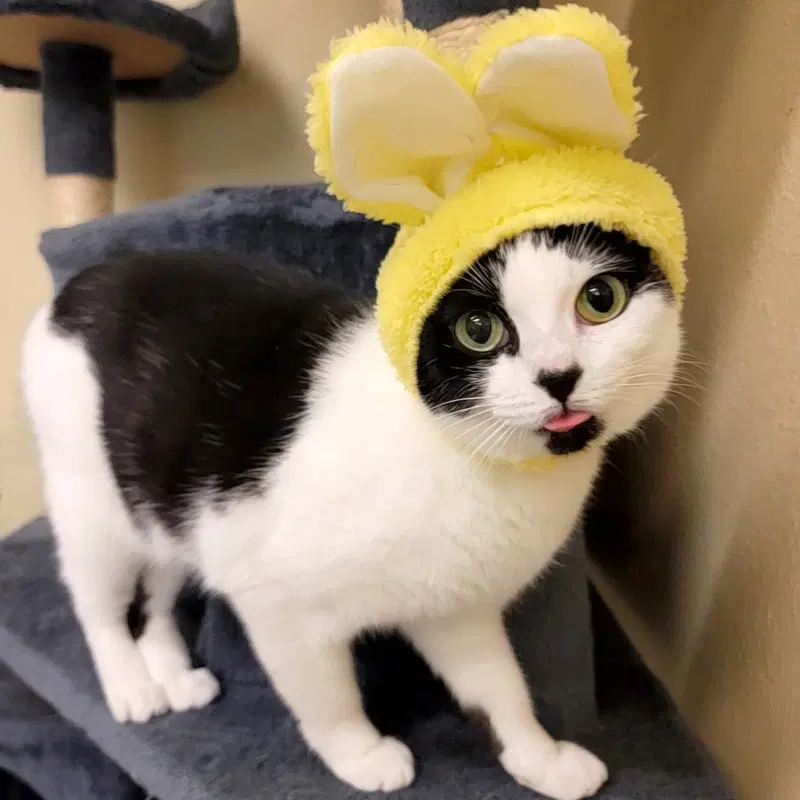 Minnie Moo, photo 4