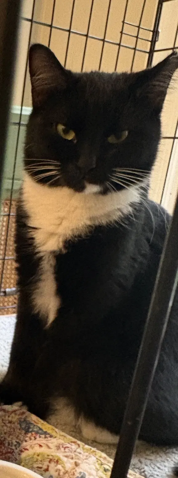 Marlena, an adult female Tuxedo cat up for adoption