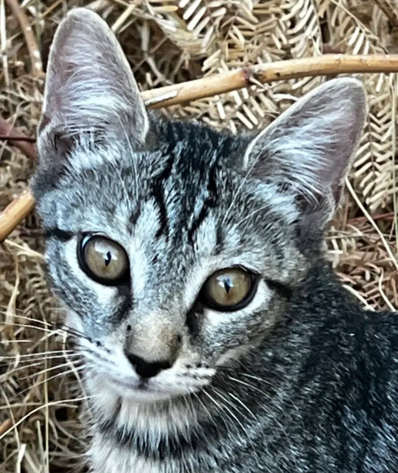 Amalia, photo 4