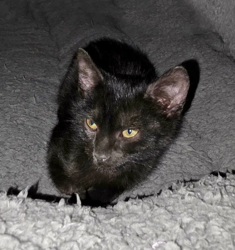 Maui, a young male cat up for adoption