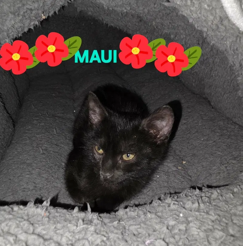 Maui, photo 4