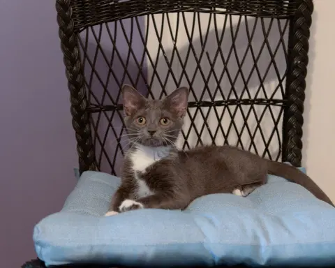 Watch the video of Kiwi