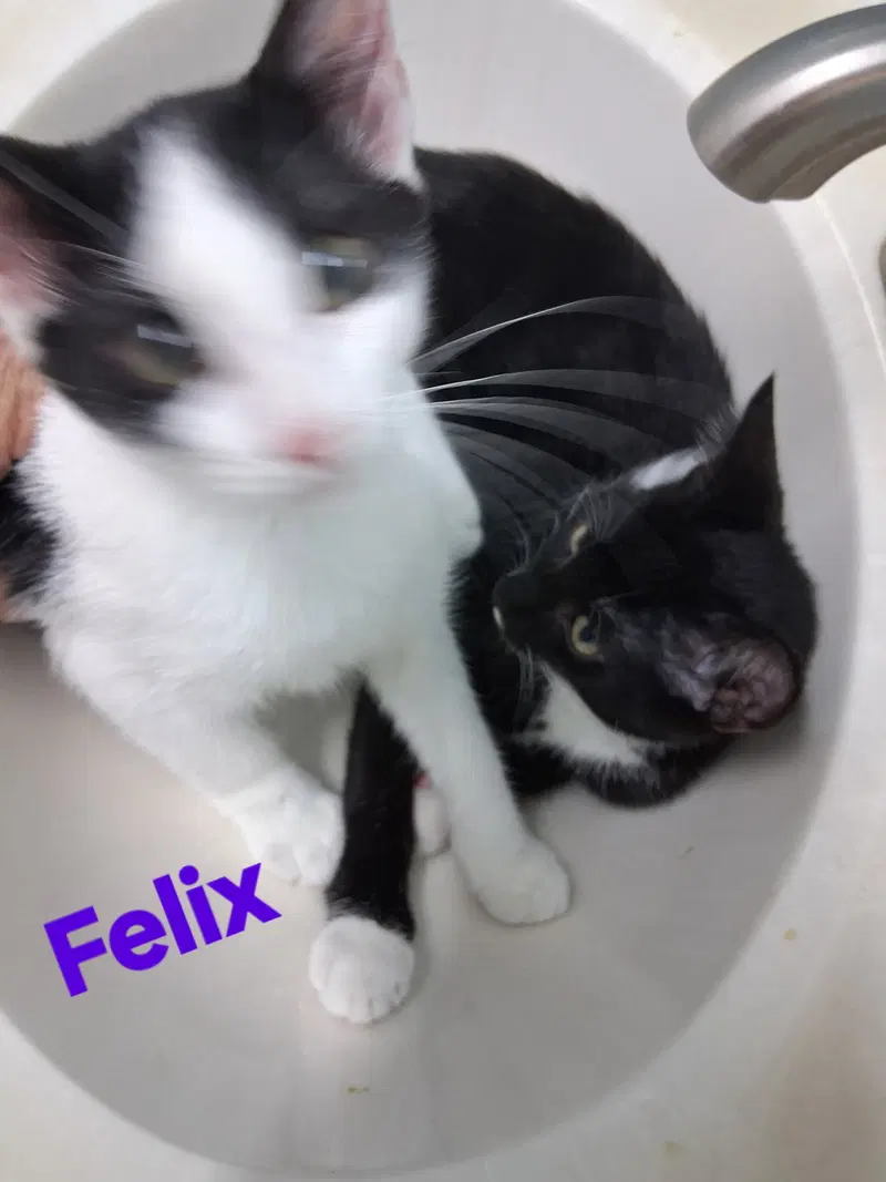 Felix, photo 2