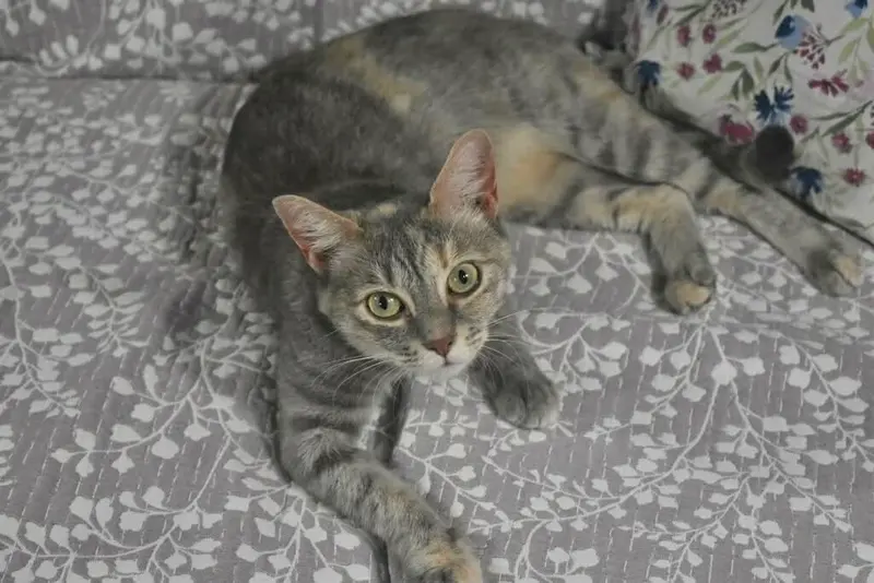 Salem, a young female Dilute Tortoiseshell cat up for adoption