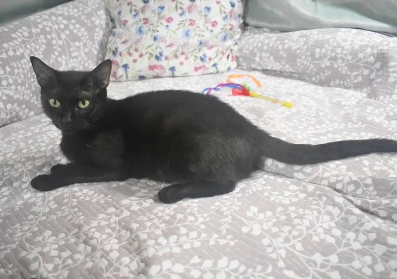 Sugar Cookie, a young female cat up for adoption