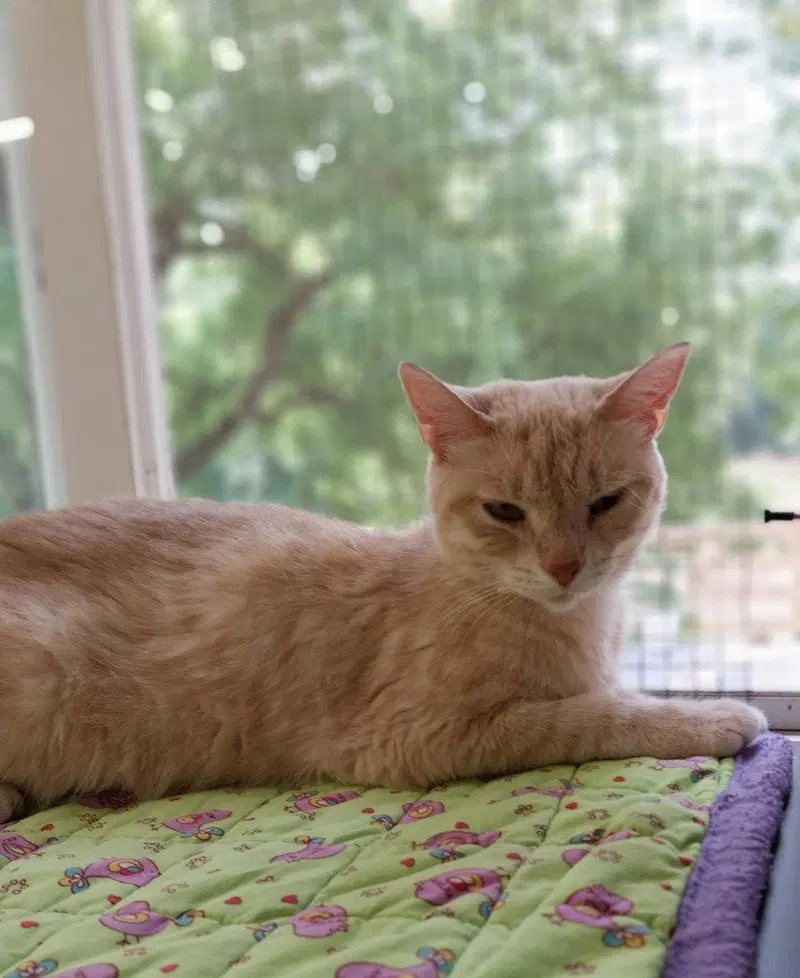 Blondie IN FOSTER, an adult female cat up for adoption