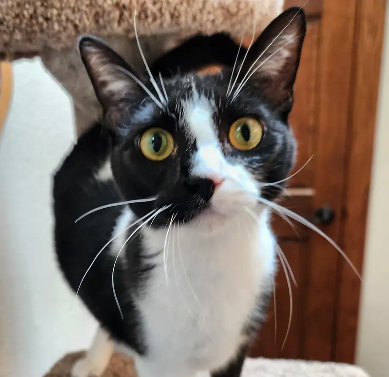 Penny, a young male cat up for adoption
