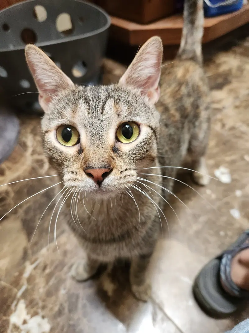 Lilly, a young female cat up for adoption
