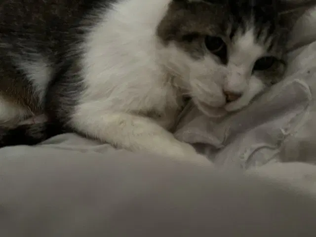 Tigger, photo 5