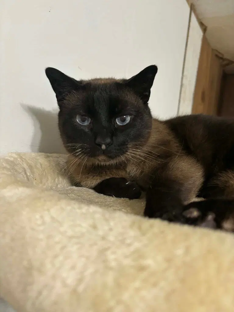 Boo, an adult male Siamese cat up for adoption