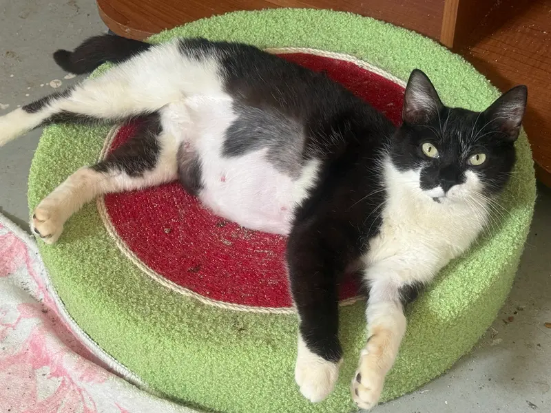 Oreo, photo 2