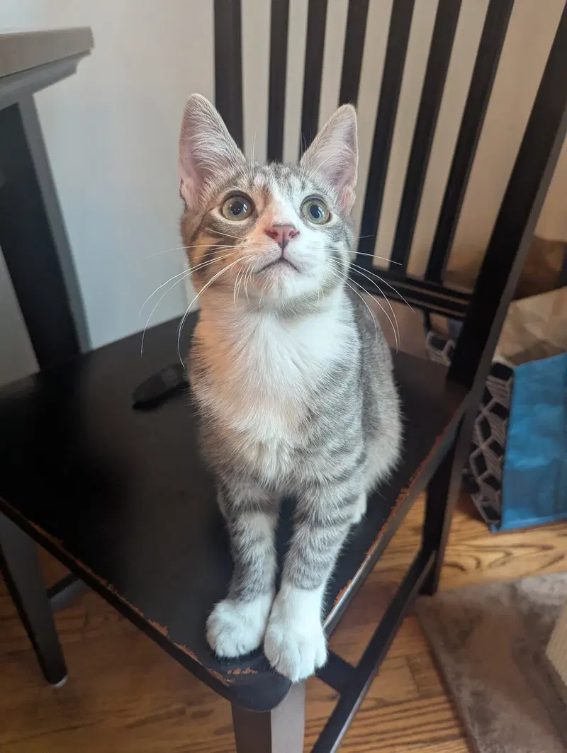 Picasso, a male cat up for adoption