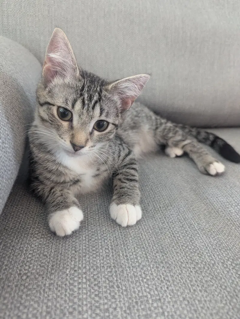 Kahlo, a female cat up for adoption