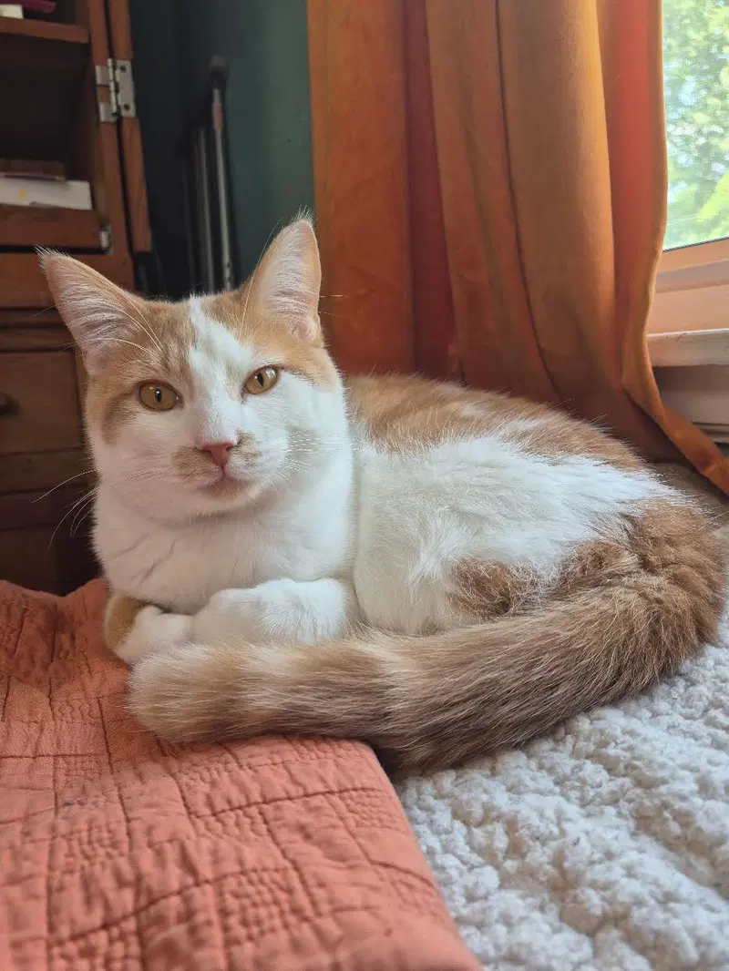McKenna, a young male cat up for adoption