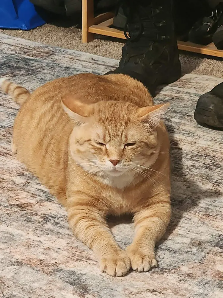Bowie, an adult male cat up for adoption