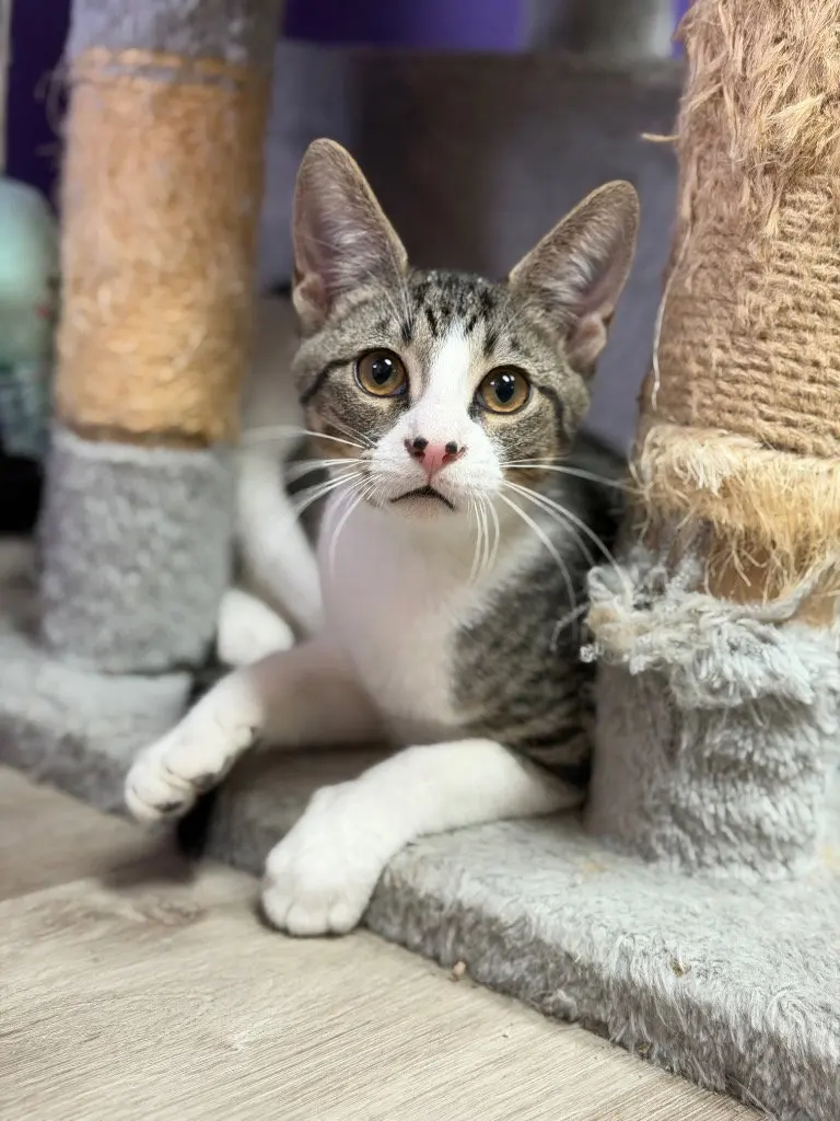 Miles Finch, a young male cat up for adoption