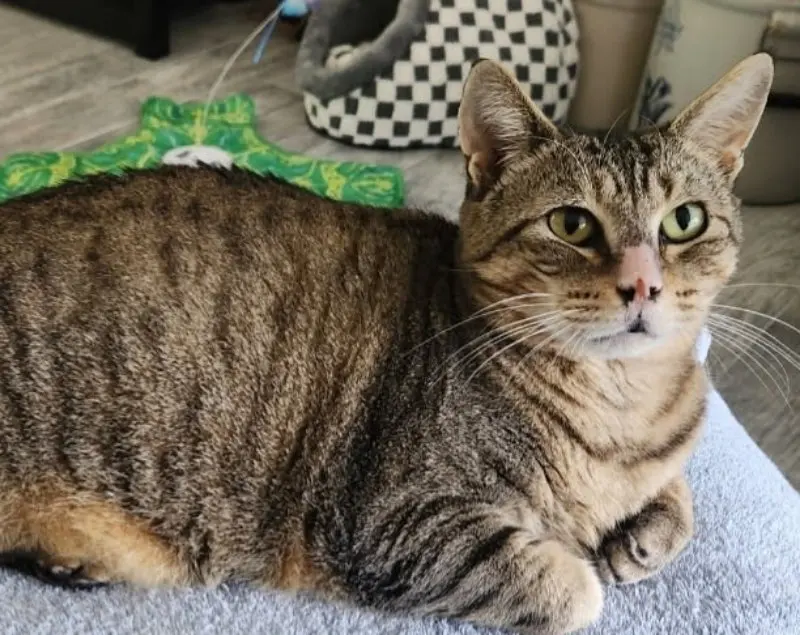 Tiggy, an adult female Tabby cat up for adoption