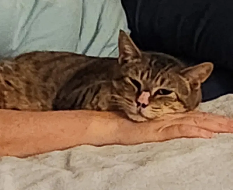Tiggy, photo 4