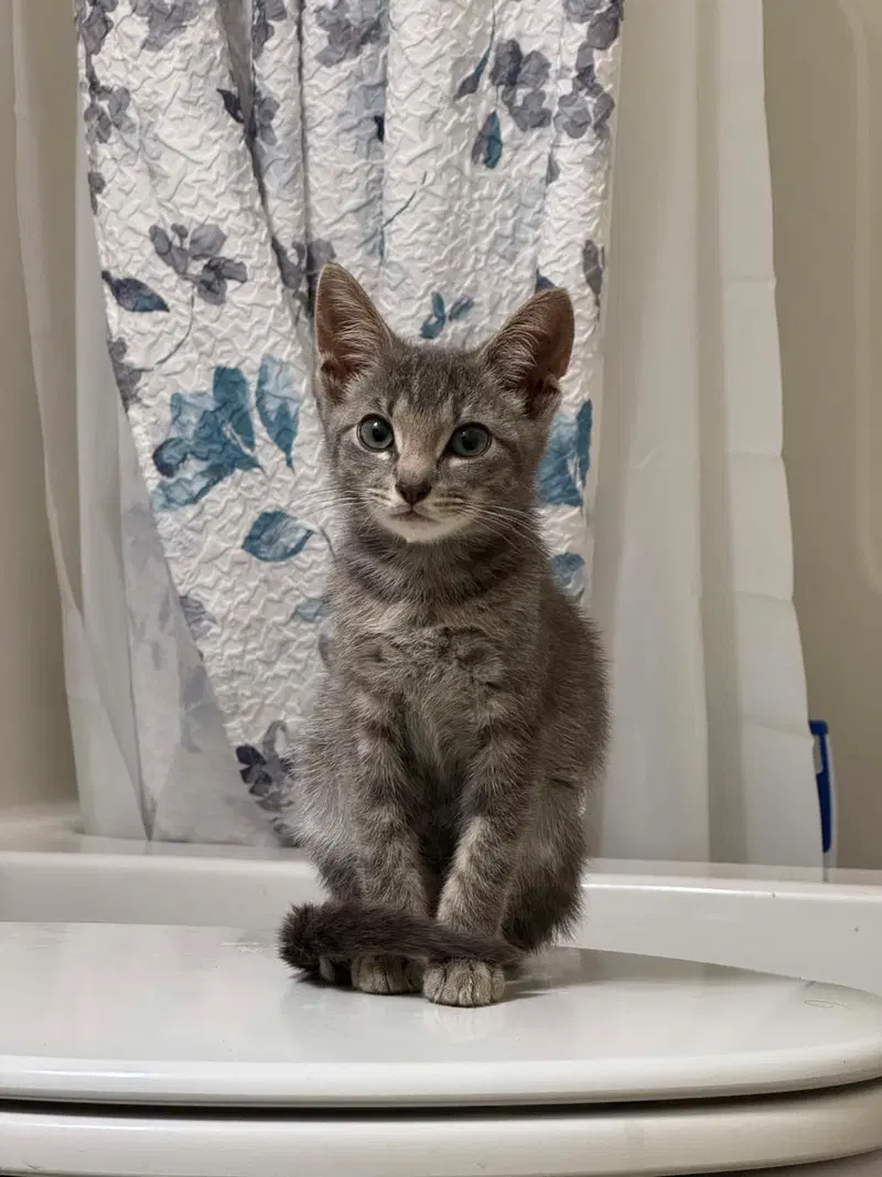 Chip, a male kitten up for adoption