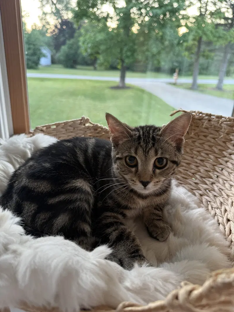 Nala, photo 2