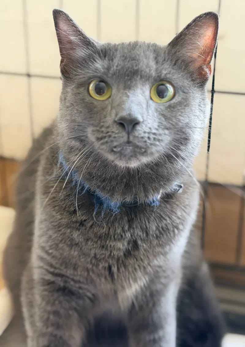 Lady Jane & Poupon, female cats up for adoption