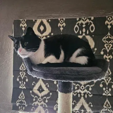 Oreo, an adult male cat up for adoption