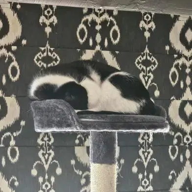 Oreo, photo 3