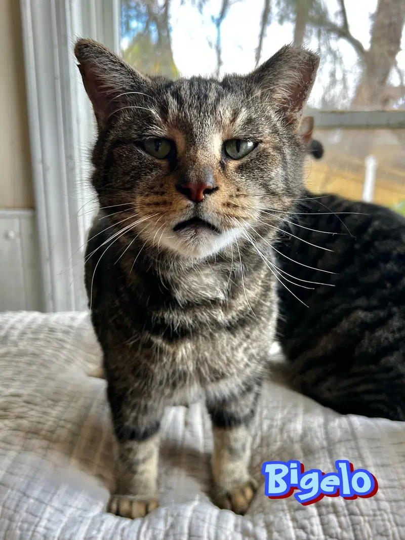 Bigelo, an adult male cat up for adoption
