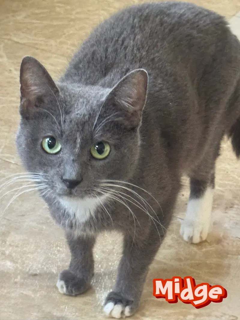 Midge, an adult female cat up for adoption
