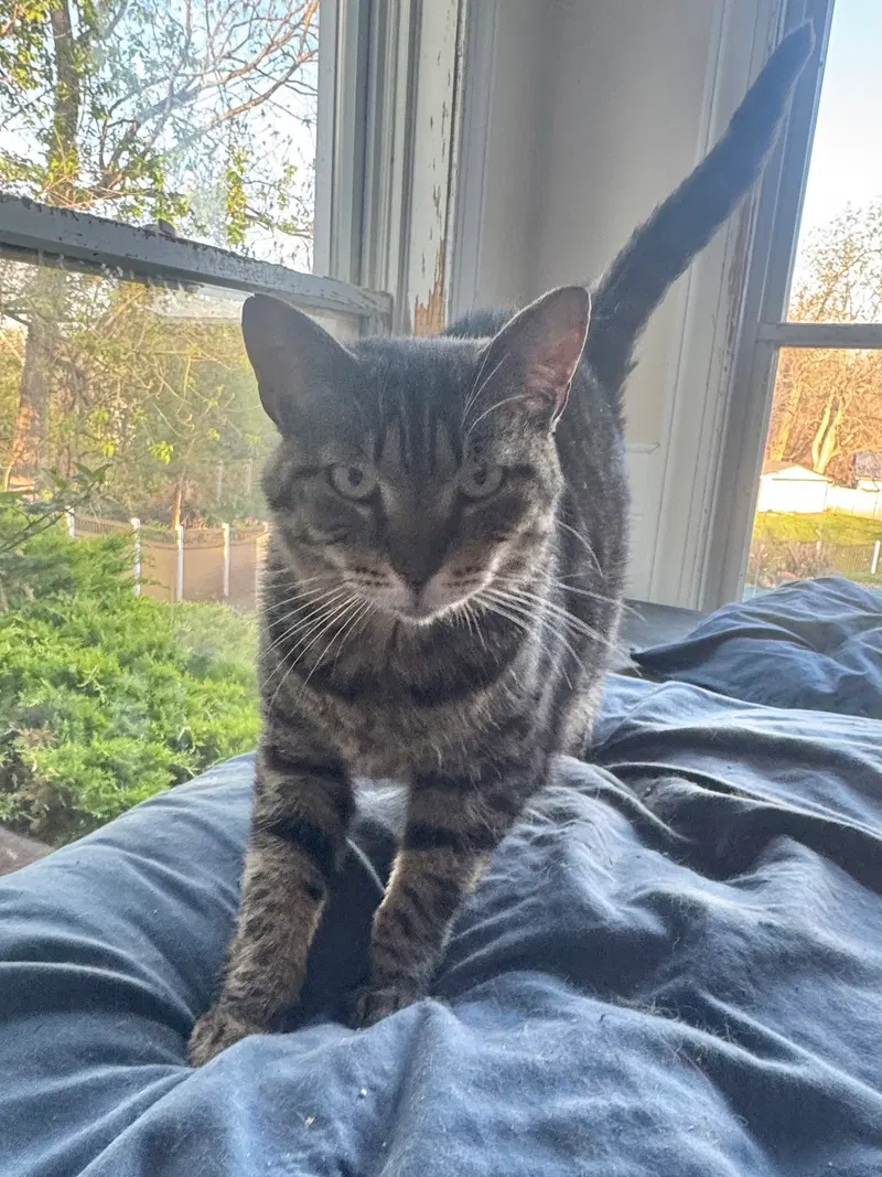 Prim, an adult female cat up for adoption