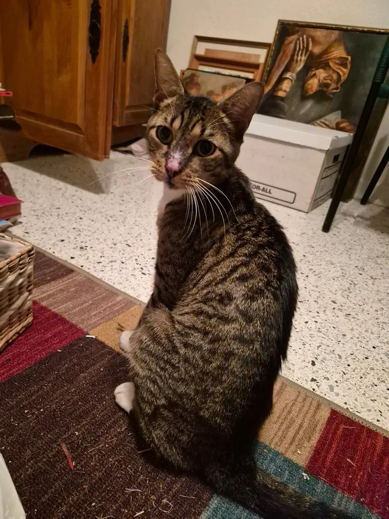 Boots, an adult male Tabby cat up for adoption