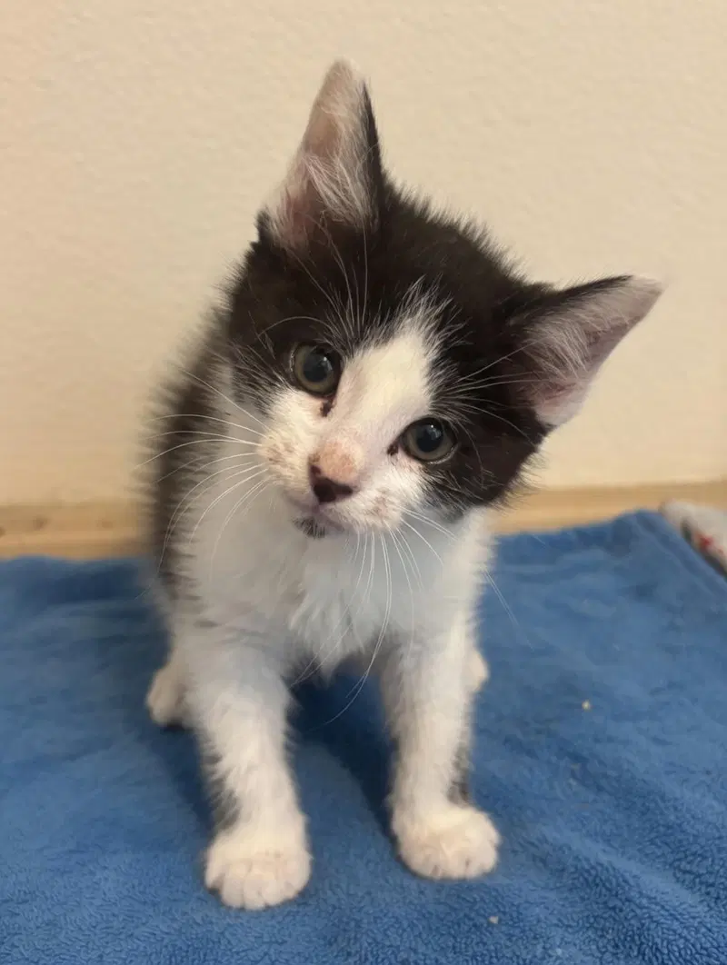 Weebles, a female kitten up for adoption