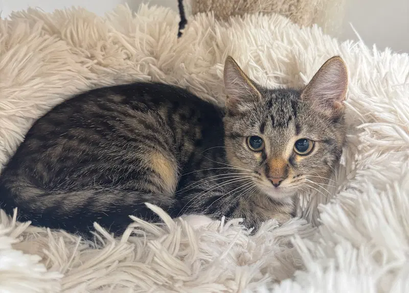 Feather, a female kitten up for adoption