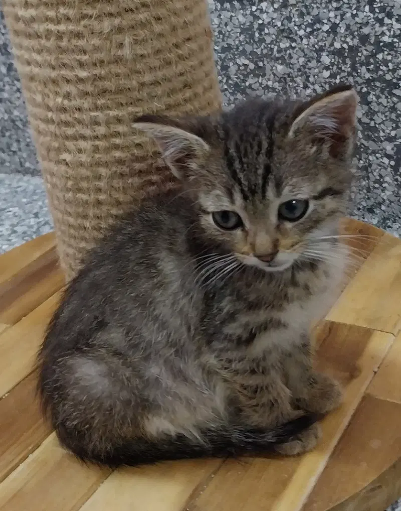 Dusk IN FOSTER, a young female cat up for adoption