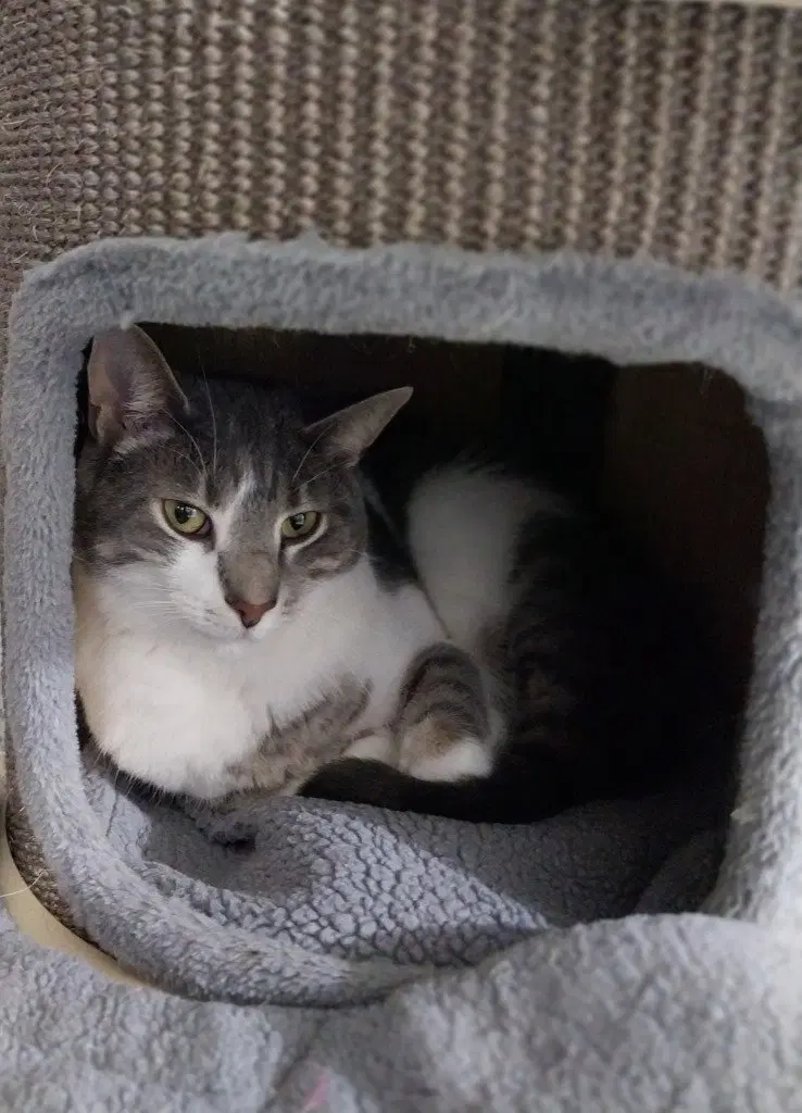 Max IN FOSTER, photo 2