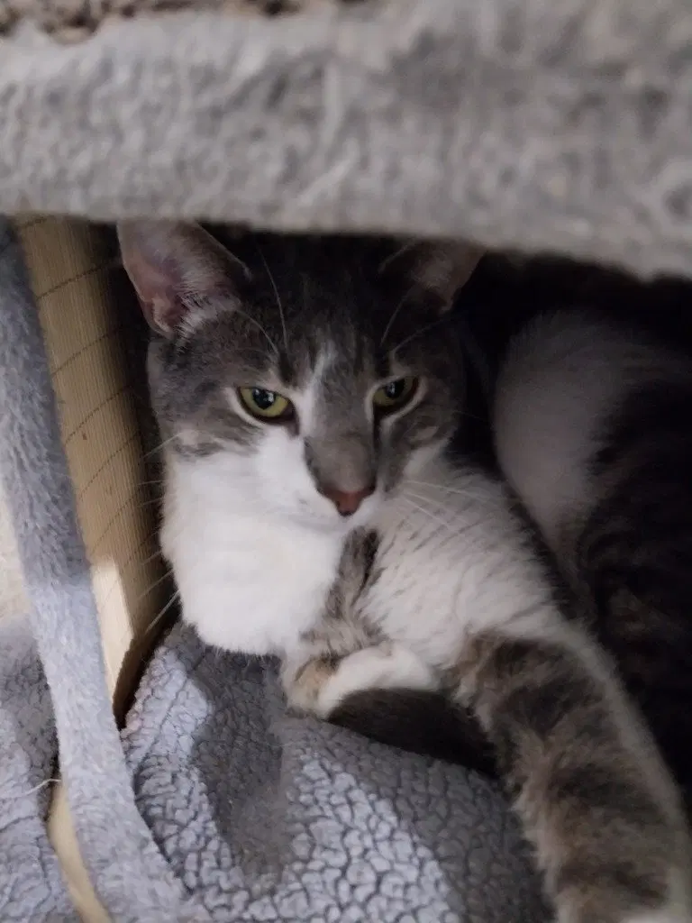 Max IN FOSTER, photo 3
